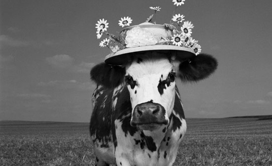 Sol em Libra com Ascendente em Touro - vaca com chapéu florido